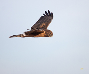 Northern Harrier 0878